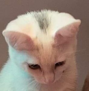 Meet your Posher, Devin